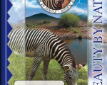 624-nature-zebra-modry